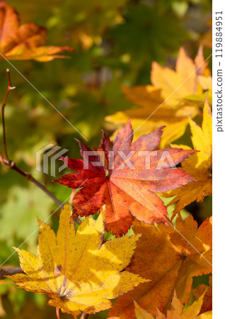 Autumn leaves maple leaves 119884951