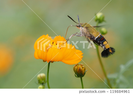 Pellucid hawk moth sucking flowers of Kibana cosmos 119884961