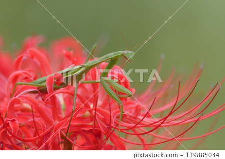 A praying mantis on a red spider lily 119885034