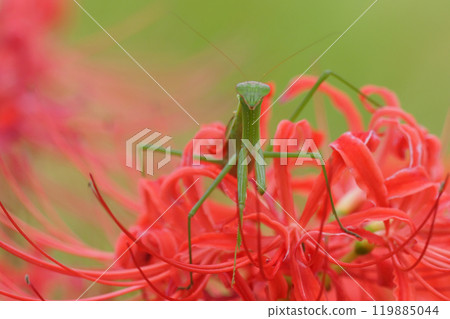 曼陀羅螳螂騎在紅蜘蛛百合上 119885044