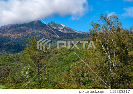 一之前的白樺 119885217