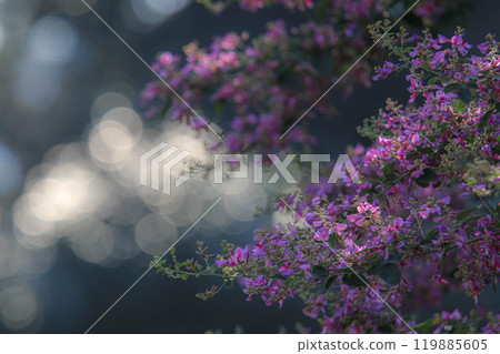 Hagi flower 119885605