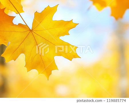 Close-up of a vibrant yellow 119885774