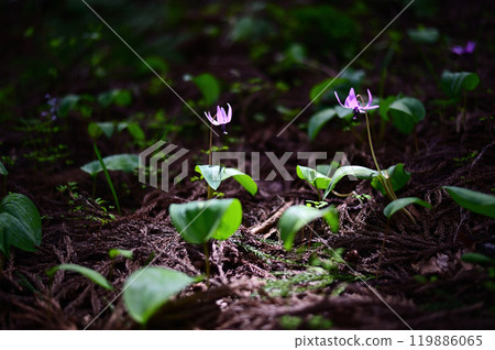 Dogtooth violet flowers bathed in sunlight in a dark forest 119886065