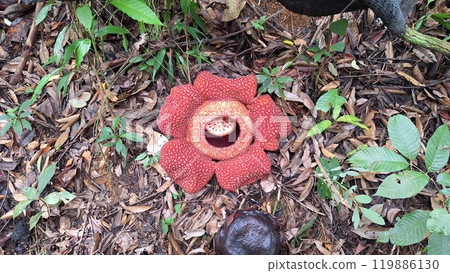 The world's largest flower, Rafflesia 1 The world's largest flower, Rafflesia 1 119886130