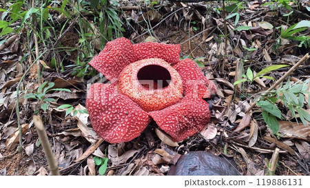 世界上最大的花大王花2 119886131