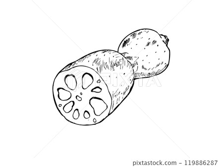 Whole lotus root line drawing 119886287