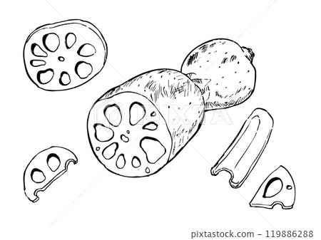 Lotus root line drawing set Lotus root line drawing set 119886288