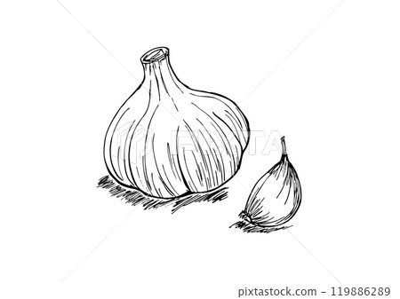 A whole garlic clove, line drawing A whole garlic clove, line drawing 119886289