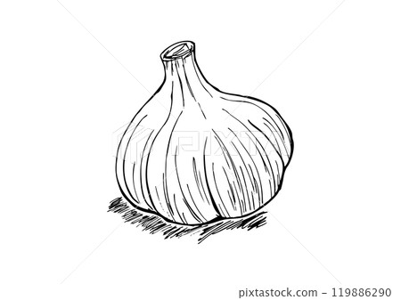 整個大蒜線描 119886290