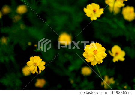 代代木公園木花波斯菊花 119886553