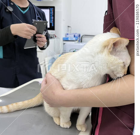 A white cat being looked after by staff at a veterinary clinic 119886570
