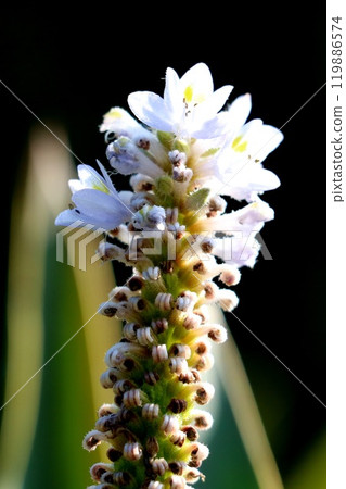 Flowers of Pontedera 119886574