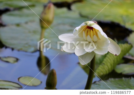半開的睡蓮花 119886577