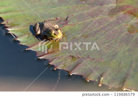 A bullfrog riding on a water lily leaf 119886579