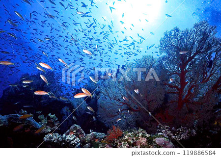 Sea bream and goldfish anthias at the roots of the East Barasu Sea bream and goldfish anthias at the roots of the East Barasu 119886584
