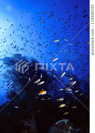 Sea bream and goldfish anthias at the roots of the East Barasu 119886585