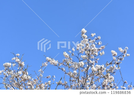 Cherry Blossoms Cherry Blossoms 119886836