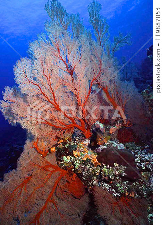 玫瑰東根異花 119887053