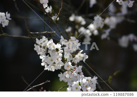 Cherry Blossoms	 119887086