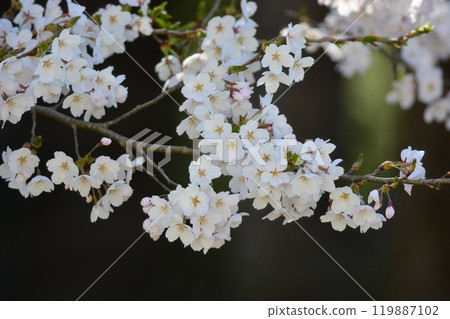 Cherry Blossoms	 119887102