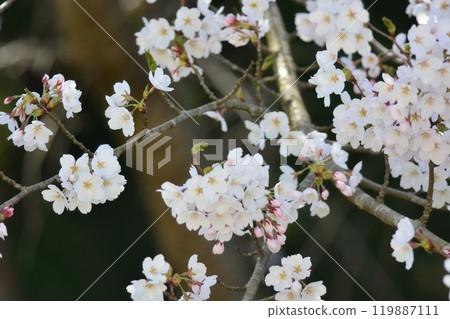 Cherry Blossoms	 119887111