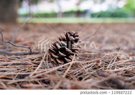 落在地上的松果 落在地上的松果 119887222