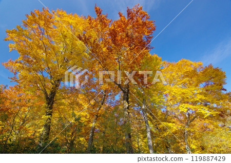 秋天的樹葉站在樹上 119887429