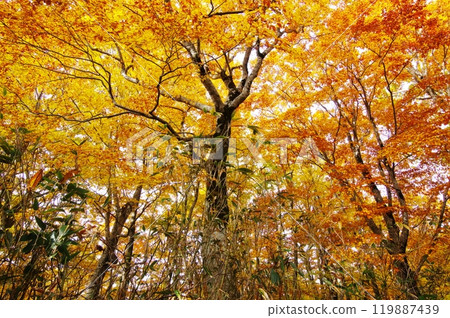 Falling autumn leaves of beech trees 119887439