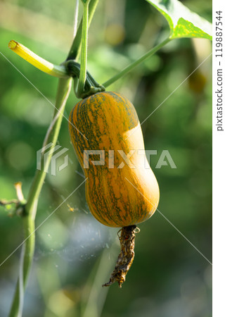 Butternut sqaush pumpkin plant hanging on tree in vegetable garden, Autumn season Butternut sqaush pumpkin plant hanging on tree in vegetable garden, Autumn season 119887544