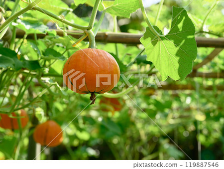Orange pumpkin plant hanging on tree in vegetable garden, Autumn season 119887546