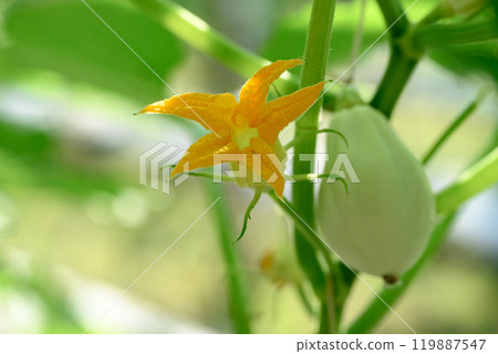 Young pumpkin plant with flower growing in vegetable garden 119887547