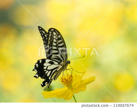 Swallowtail butterfly perching on a cosmos cosmos Swallowtail butterfly perching on a cosmos cosmos 119887674