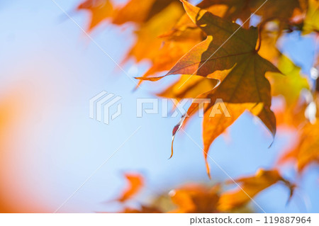 A frame of yellow and orange maple leaves against a blue sky on an autumn sunny day in October. 119887964