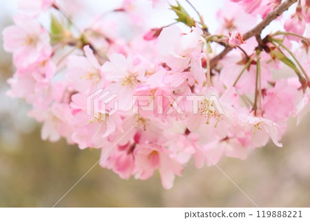 思井川淡粉紅色櫻花特寫 119888221