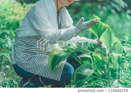 Hosta Leaf and Flower Farm 119888289
