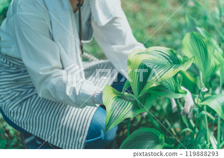 Hosta Leaf and Flower Farm Hosta Leaf and Flower Farm 119888293