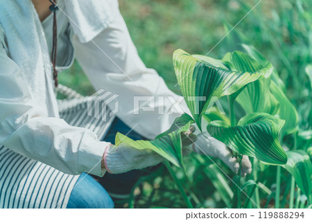 Hosta Leaf and Flower Farm Hosta Leaf and Flower Farm 119888294