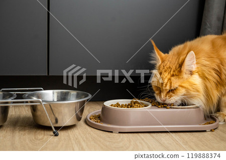 A large, well-groomed and beautiful red Maine Coon cat eats dry cat food from a bowl. 119888374