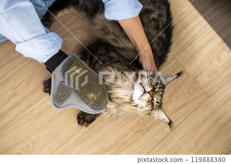Closeup of woman combing fur Maine Coon cat with brush on the floor. Female taking care of pet Closeup of woman combing fur Maine Coon cat with brush on the floor. Female taking care of pet 119888380