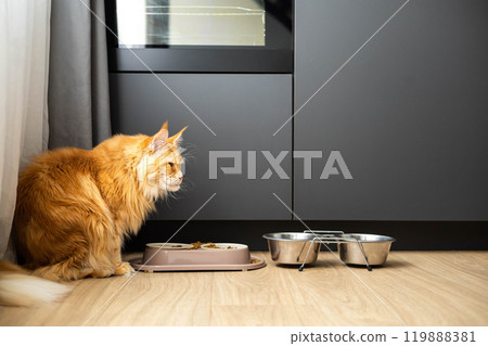 Closeup of woman combing fur Maine Coon cat with brush on the floor. Female taking care of pet Closeup of woman combing fur Maine Coon cat with brush on the floor. Female taking care of pet 119888381