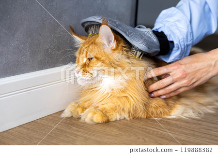 Closeup of woman combing fur Maine Coon cat with brush on the floor. Female taking care of pet 119888382