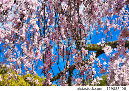 Kyoto Imperial Palace: Izumi weeping cherry blossoms (Kamigyo Ward, Kyoto City, Kyoto Prefecture) Kyoto Imperial Palace: Izumi weeping cherry blossoms (Kamigyo Ward, Kyoto City, Kyoto Prefecture) 119888406