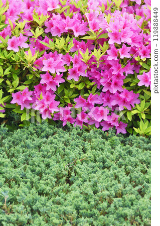 Azaleas at the Sky Farm Azaleas at the Sky Farm 119888449