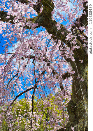 Kyoto Imperial Palace: Izumi weeping cherry blossoms (Kamigyo Ward, Kyoto City, Kyoto Prefecture) 119888489
