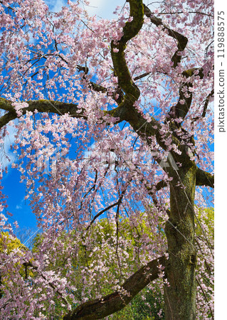 京都御苑·和泉垂枝櫻花（京都府京都市上京區） 119888575