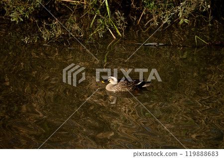 Karugamo on the Yasuragi Embankment of the Shinano River 119888683