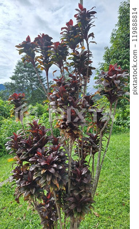 亞庇發現美麗的樹 119888814