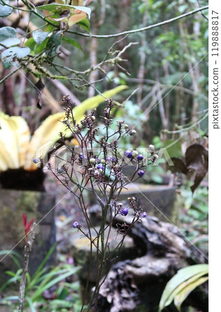熱帶雨林中發現的紫色水果 119888817
