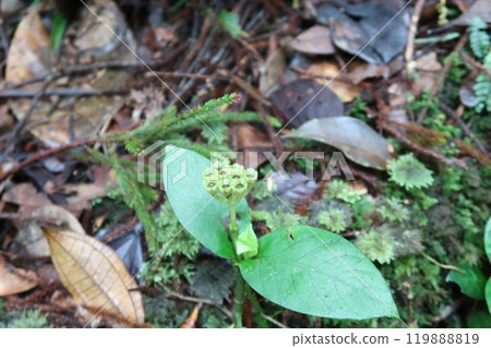 A small flower found in the rainforest A small flower found in the rainforest 119888819